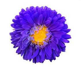 Bright violet yellow decorative flower isolated on white background. Macro. Top view