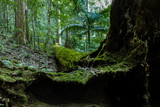 Fototapeta Las - Green mossy tree in woods