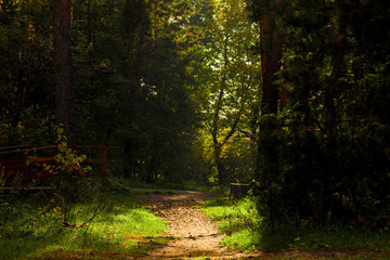 Wall Mural - Dark forest with a path, a gloomy autumn landscape