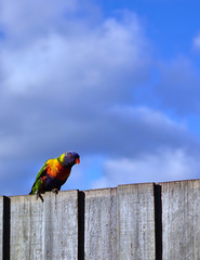 Colorful parrots on fence