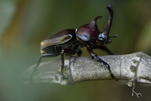 Big Beetle On Tree Branch