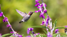 Anna's Hummingbird In Flight With Purple Flowers