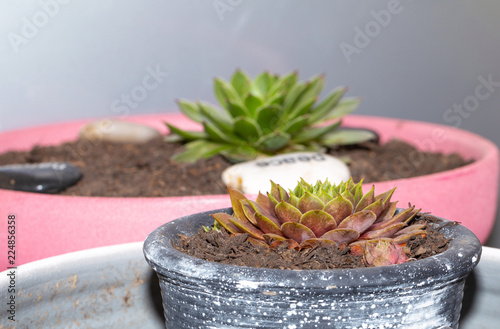 Sempervivum. Flowers. Background. Outdoor 1 Tableau sur Toile