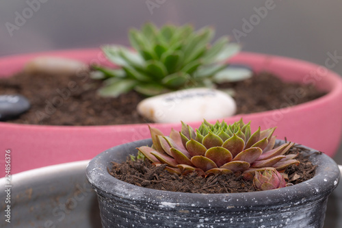 Photographie Sempervivum. Flowers. Background. Outdoor 2