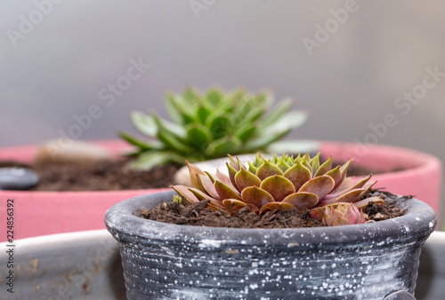 Sempervivum. Flowers. Background. Outdoor 3 Poster Mural XXL