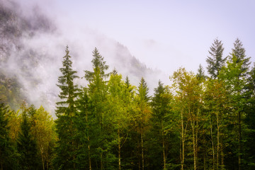 Wall Mural - Magical forest in morning light with fog