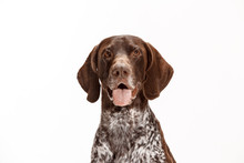 German Shorthaired Pointer - Kurzhaar Puppy Dog Isolated On White Studio Background