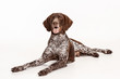 © master1305 - German Shorthaired Pointer - Kurzhaar puppy dog isolated on white studio background
