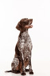 © master1305 - German Shorthaired Pointer - Kurzhaar puppy dog isolated on white studio background