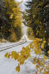 Wall Mural - A snow covered road framed by fall foliage in Washington state