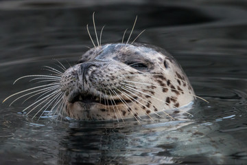 Smiling common seal in the water. Close-up portrait of Harbor seal (Phoca vitulina) with sly smile. Cute marine animal with funny face.