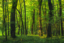 Sun Beams Through Thick  Trees Branches In Dense Green Forest