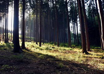 Forest 2