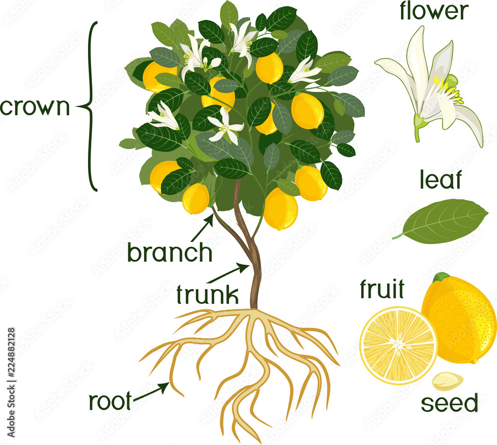 Parts of plant. Morphology of lemon tree with fruits, flowers, green ...