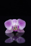 Fototapeta Storczyk - Single purple orchid flower on black background with reflection and copy space  