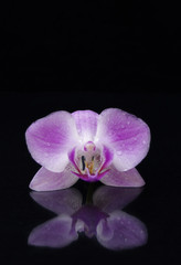  Single purple orchid flower on black background with reflection and copy space  