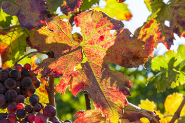 Autumn and grape harvest: Red leaves in a vineyard