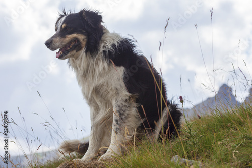 Un Chien Berger Australien Buy This Stock Photo And