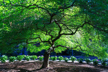 Japanese Maple Tree Grotto Gardens, Portland