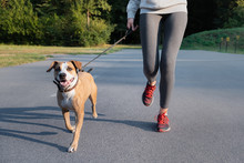 Woman In Running Suit Jogging With Her Dog. Young Fit Female And Staffordshire Terrier Dog Doing Morning Walk In A Park