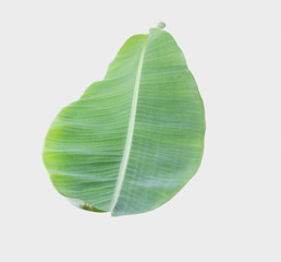 Wall Mural - banana leaf Isolated on white background with clipping path.