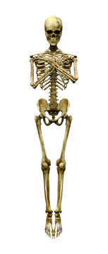 3D Rendering Human Skeleton on White