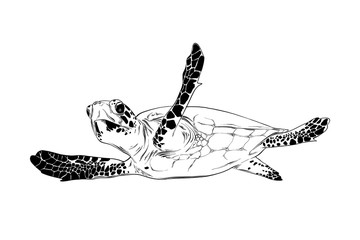 Vector engraved style illustration for posters, decoration and print. Hand drawn sketch of turtle in black isolated on white background. Detailed vintage etching style drawing.