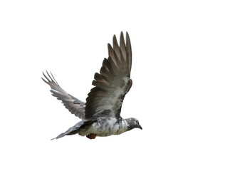 Wall Mural - Pigeon flying isolated on white background