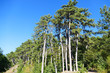 © kodbanker - blue skies and long green pine trees,
