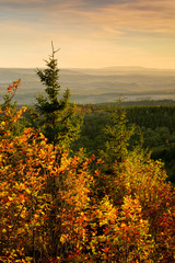 Wall Mural - view over forest covered hills in autumn, trees with colourful leaves