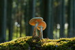 Mushroom in the forest in East Devon