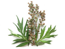 Mugwort (Artemisia Vulgaris) 