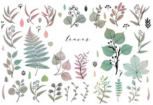 Branches And Leaves, Fall, Spring, Summer. Vintage Botanical Illustration,  Floral Elements In Colorful Design