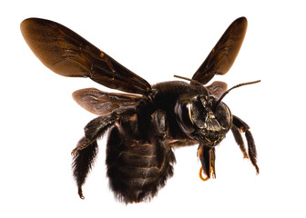 black, big bee. african bee.