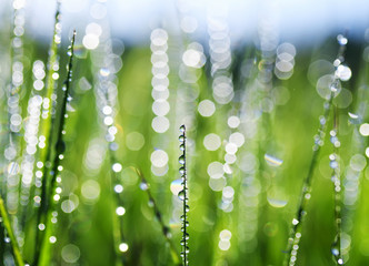 natural beautiful background with lots of shiny dew drops on the grass with reflected green meadow and bright clear sky