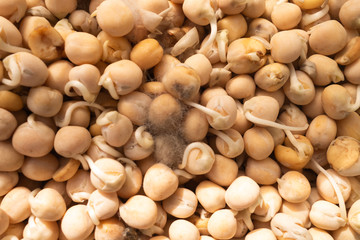 Pea seed germination. A green pea sprout ready for seedling. Spring background. Germinated peas with mildew.