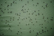 Midges And Dew Drops On Surface Of Tourist Green Tent. Background Of Lot Of Small Black Flies. Close-up And Top View.