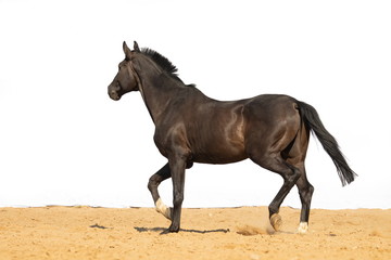 Black Horse gallops across the sand in a pen on a white background, without people.