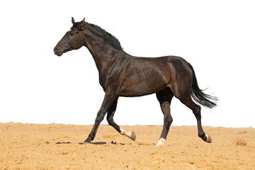 Black Horse gallops across the sand in a pen on a white background, without people.