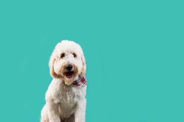 Wall Mural - Golden Doodle Dog on Isolated Colored Background