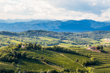 Wall Mural - The beautiful vineyard of Collio, Friuli Venezia-Giulia, Italy