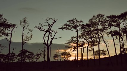 Wall Mural - Beautiful morning scene in the forest with sun rays and long shadows, Panoramic image of morning forest with fantastic sun beams.