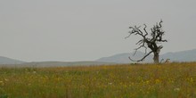A Dead Tree Stays Standing Up Surrounded By A Field Of Wildflowers With Wichita Mountains In The Backdrop. Oklahoma