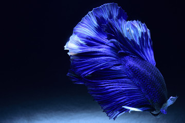 Wall Mural - Super blue Betta Siamese fighting fish. The head is white and inserted in red. Fins and tail like long skirts, half moon tail, perfect fish elegance. Fish that are native to Thailand.Fight to compete.