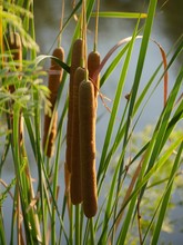 Common Cattails Or Brown “hot Dog On A Sticks” Growing Around A Pond  These Are Also Called Broadleaf, Bulrushes, Great Reedmace, Cooper’s Reed And Cumbungi