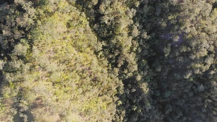 Wall Mural - Beautiful morning scene in the forest with sun rays and long shadows, Panoramic image of morning forest with fantastic sun beams.