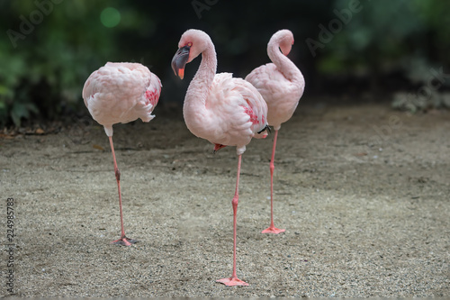 淡いピンクのフラミンゴが3羽 ただいま休憩中 Stock Photo Adobe Stock
