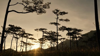 Wall Mural - Beautiful morning scene in the forest with sun rays and long shadows, Panoramic image of morning forest with fantastic sun beams.