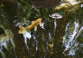 A fish swims underwater following a duck gliding on the surface of the water