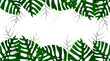 Vector tropical monstera leaves on white. Exotic design for cosmetics, health care products. Can be used as wedding or summer background. Vector illustration EPS10